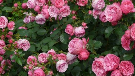 С по-високо качество маслодайната роза се връща на световните пазари