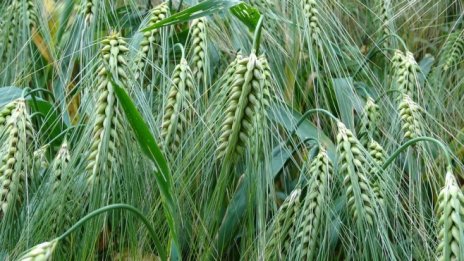 Директните плащания за България се очаква да намалеят с под 1% след 2020 г.