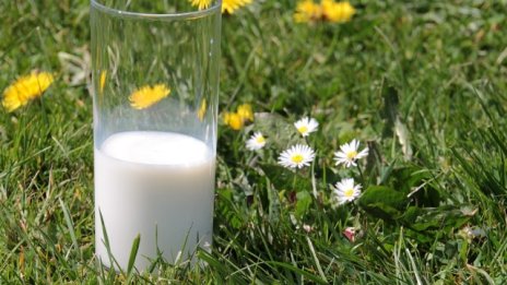 Oт 12 септември се приемат заявления за намаляване на произведеното краве мляко