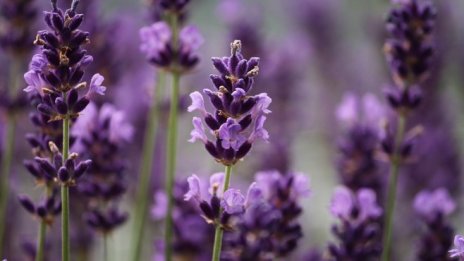 В Добричка област събраха близо 21 хил. тона лавандула 