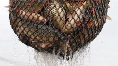 Агенцията по храните започва засилени проверки преди декемврийските празници