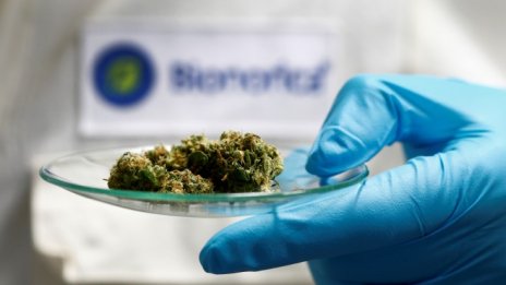 Задава се първото IPO на компания за канабис в Европа