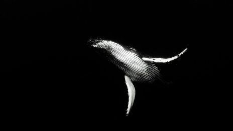 Ще завлече ли към дъното Илон Мъск своите банкери?