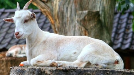 ДФ "Земеделие" разсрочва кредити на фермери