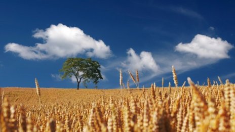 Потреблението на пшеница в ЕС расте с около 1%