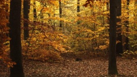 200 години по-късно семейство Ротшилд продава последното си парче земя в Австрия