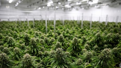 Акциите на канабиса поскъпват