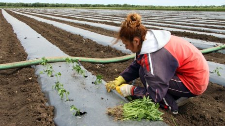 Цените на селскостопанската продукция спадат с 3,6% на годишна база