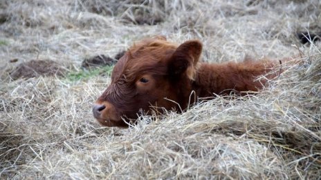 Последен ден за подаване на документи по схемата de minimis