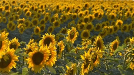 Цената за производството на маслодаен слънчоглед расте с 33% за година