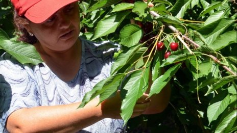 И производителите на череши ще бъдат подпомагани заради руското ембарго