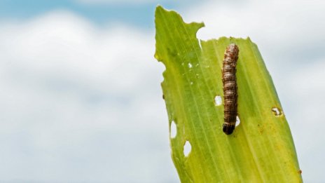 Мащабно нашествие на гъсеници в САЩ атакува тревните площи вместо културите