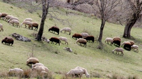 Държавата ще изкупува приоритетно горите със защитни функции