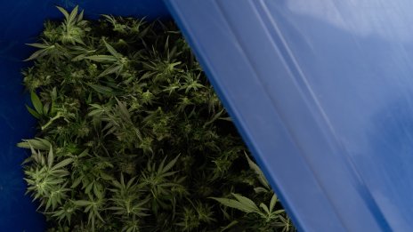 САЩ преквалифицират марихуаната наравно с кетамина и някои стероиди