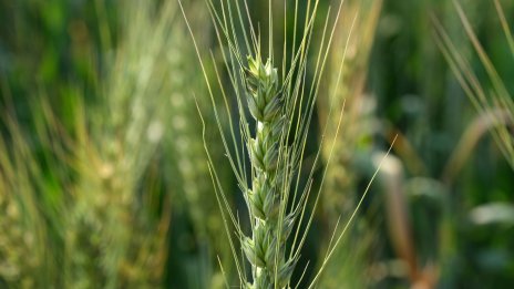 Цените на храните в света намаляват за 12-и пореден месец през март