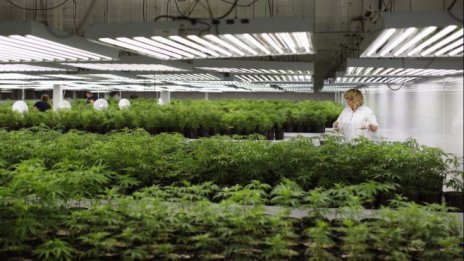 Колко опасна е администрацията на Тръмп за прохождащия сектор на марихуаната?