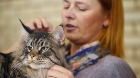 Защо кучетата и котките се превърнаха в бизнес за милиони в САЩ?