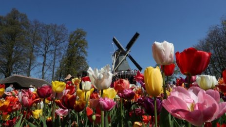 Холандската прогноза за лалетата: слънчево с възможност за туристи