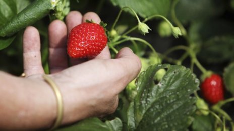 Депутат от ГЕРБ настоява за изравнени директни плащания за фермерите в ЕС