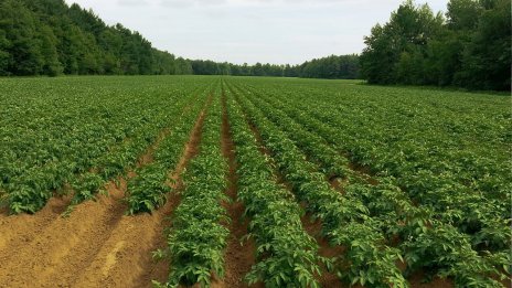 Оранжерийните производители искат компенсации заради високите цени на енергията