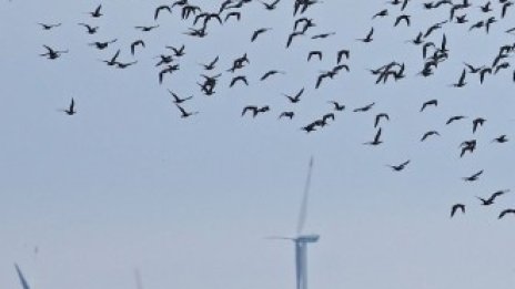 Забранено е строителството на още два вятърни парка в Добруджа