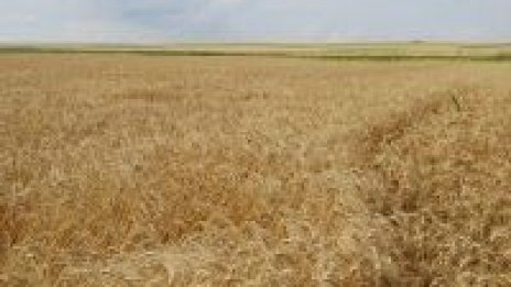 Рекордно високи ренти вдигнаха цената на чернозема в област Добрич