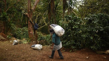 Горчивата цена на кафето