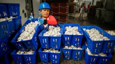 Великобритания се нуждае от нискоквалифицираните имигранти