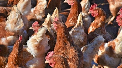 Очертават се фалити на птицевъди, ако не бъдат подкрепени от държавата