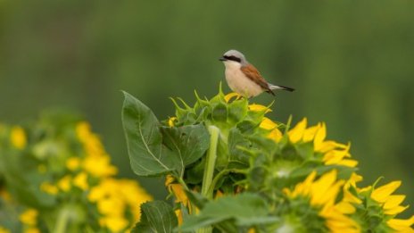С 25% са намалели птиците в земеделските земи за последните 17 години