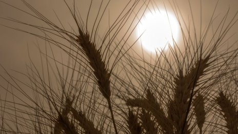 Износът на зърнени храни от ЕС расте с 46% за година до октомври 2022 г.