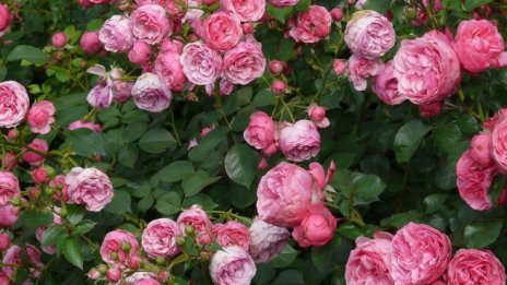 Как износителите на розово масло тласнаха в миналото модернизацията в България? 