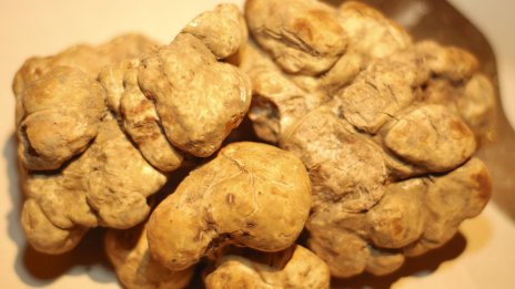 Ловци на трюфели в Хърватия преследват един от най-скъпите деликатеси в света