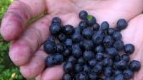 Два пъти са нараснали площите с биопродукти в България