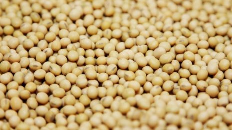 Южна Америка подкрепи финансовите резултати на Monsanto