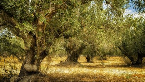 Проблемите с болестите по растенията в Европа се задълбочават