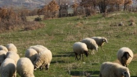 Фермерите ще получат до 84 млн. лв. отстъпка от акциза върху горивата за 2018 г.