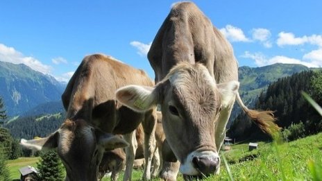 Животновъди ще получат над 15,6 млн. лв. за биосигурност