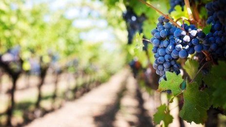 С 19,3 млн. лв. подпомагат стопани заради сушата и пандемията