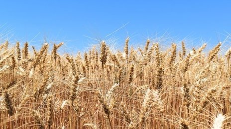 Прогноза: По-високата цена на хляба е знак за промените в климата