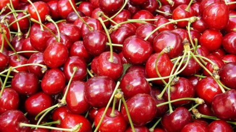 Овощари от Русенско настояват за спешни мерки срещу градушките