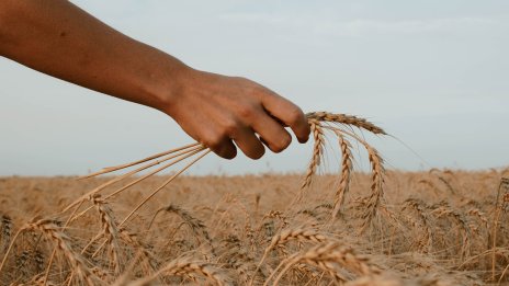 Световните цени на храните са намалели леко през октомври