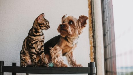 Котки vs. кучета: Дойде ли краят на „лаещите“ мемекойни?