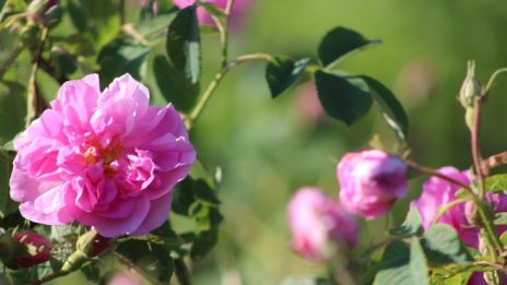 ЕК одобри схема за подпомагане на производители на маслодайна роза у нас