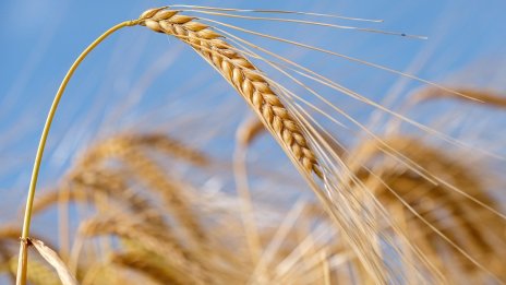 Пшеницата и царевицата продължиха да поевтиняват на световните пазари