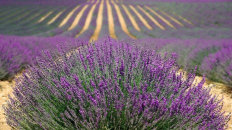 Земеделското министерство иска „Сортови семена – Елит“ да не се приватизира