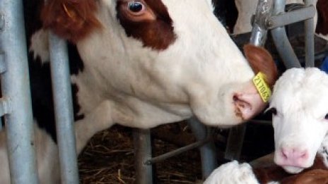 Животновъдите първи ще получат агросубсидиите за 2011 г.