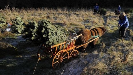 Германците счупиха рекорда за покупки на коледни елхи
