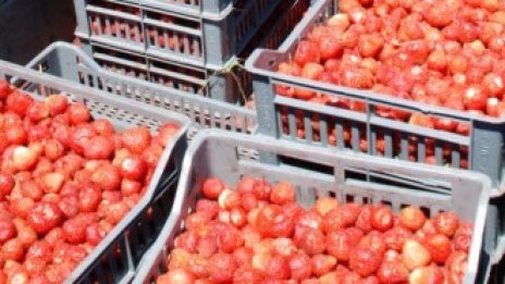 Очаква се неусвоени 64 млн. лв. от акроекология да отидат за биоземеделие