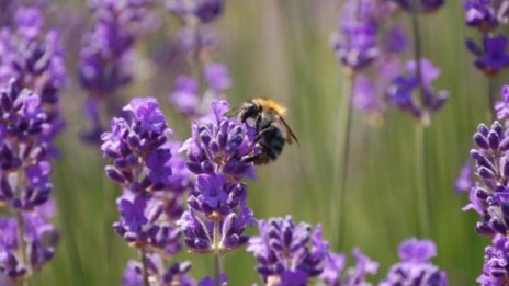 Декоративните растения - "токсичният рай" за пчелите